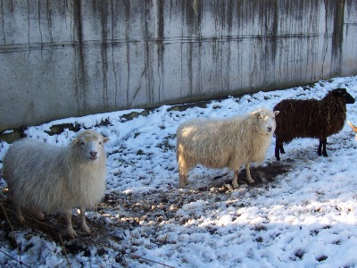 Die 3 Damen Susi, Kira und Amy