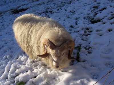Mein Bock Comet